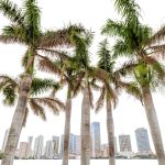 DK Travel Florida Guide Kindle Edition 2025 Updated 329‑Page eBook-0